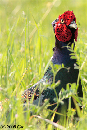 キジ : A Japanese Green Pheasant