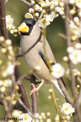 イカル : A Japanese Grosbeak