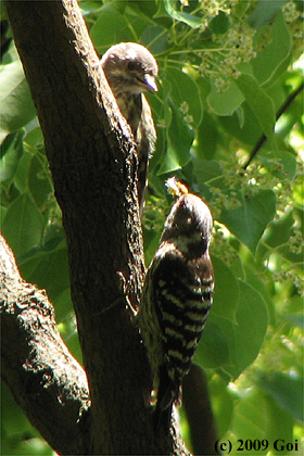 コゲラ : Japanese Pygmy Woodpeckers