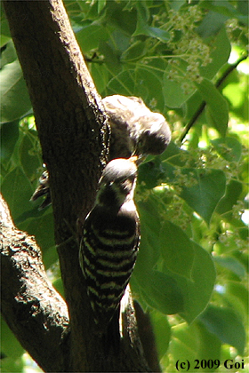 コゲラ : Japanese Pygmy Woodpeckers