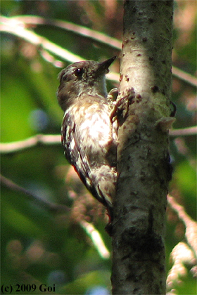 コゲラ : A Japanese Pygmy Woodpecker