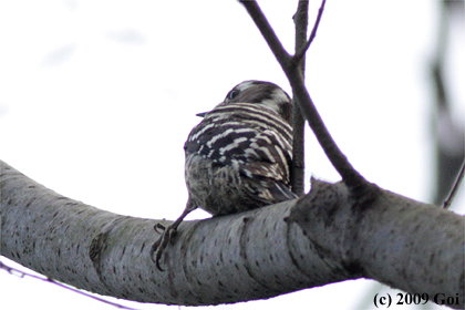 コゲラ : A Japanese Pygmy Woodpecker