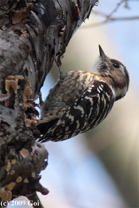 コゲラ : A Japanese Pygmy Woodpecker