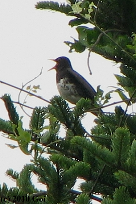 クロツグミ : A Japanese Thrush