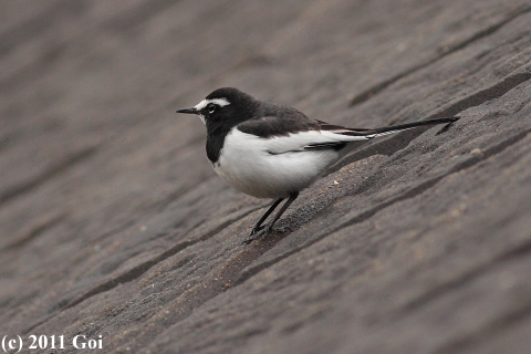 セグロセキレイ : A Japanese Wagtail