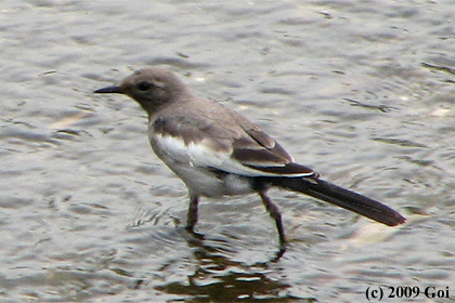 セグロセキレイ : A Japanese Wagtail