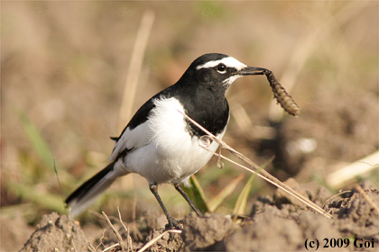 セグロセキレイ : A Japanese Wagtail