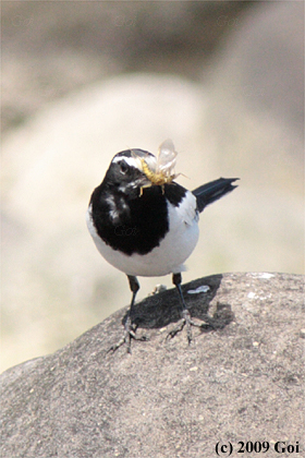 セグロセキレイ : A Japanese Wagtail