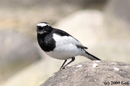 セグロセキレイ : A Japanese Wagtail