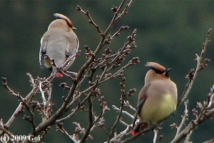 ヒレンジャク : Japanese Waxwings