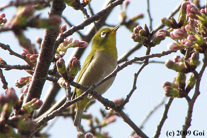 メジロ : A Japanese White-eye