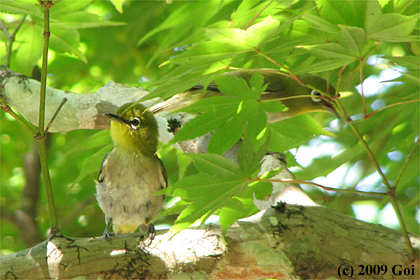 メジロ : Japanese White-eyes