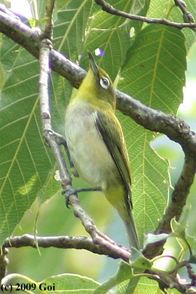 メジロ : A Japanese White-eye