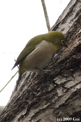 メジロ : A Japanese White-eye