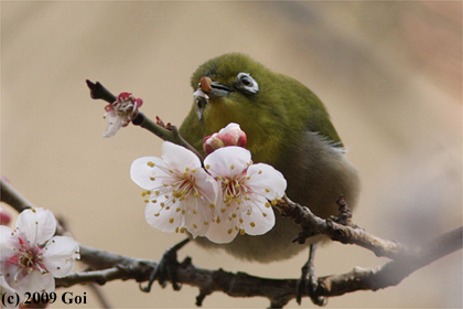 メジロ : A Japanese White-eye