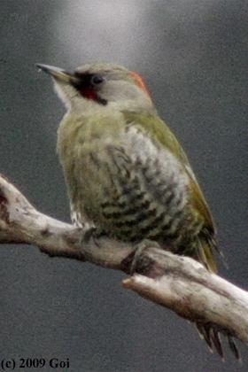 アオゲラ : A Japanese Woodpecker