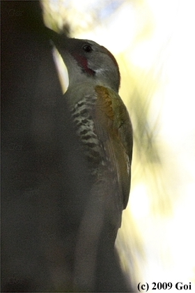 アオゲラ : A Japanese Woodpecker