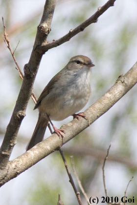 チョウセンウグイス : A Korean Bush Warbler