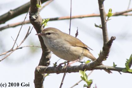 チョウセンウグイス : A Korean Bush Warbler