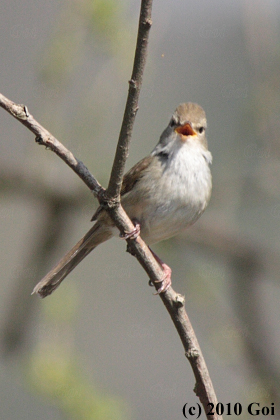 チョウセンウグイス : A Korean Bush Warbler
