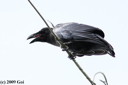 ハシブトガラス : A Large-billed Crow