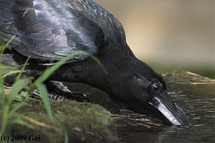 ハシブトガラス : A Large-billed Crow