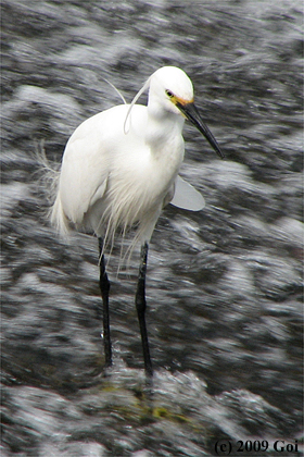 コサギ : A Little Egret