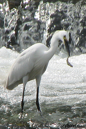 コサギ : A Little Egret