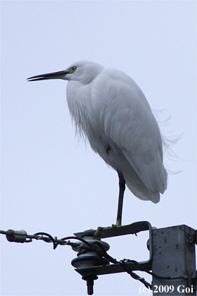 コサギ : A Little Egret