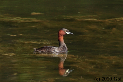 カイツブリ : A Little Grebe