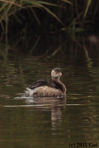 カイツブリ : A Little Grebe