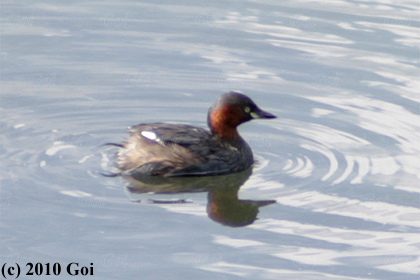 カイツブリ : A Little Grebe