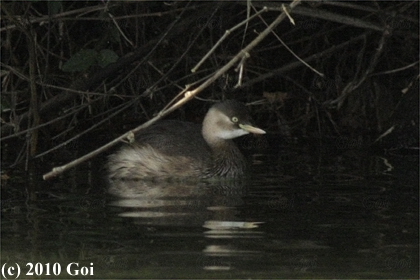 カイツブリ : A Little Grebe