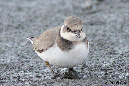 コチドリ : A Little Ringed Plover