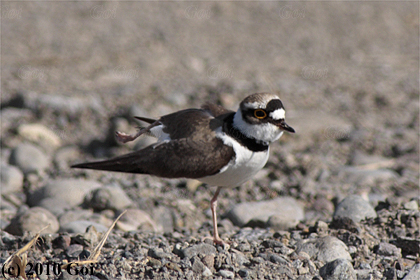 コチドリ : A Little Ringed Plover