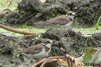 イカルチドリ : Long-billed Plovers