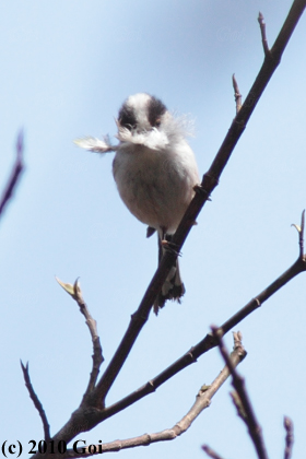 エナガ : A Long-tailed Tit