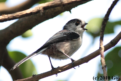 エナガ : A Long-tailed Tit