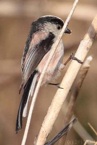 エナガ : A Long-tailed Tit