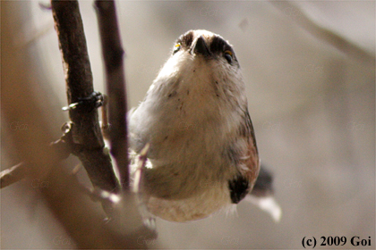 エナガ : A Long-tailed Tit