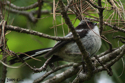 エナガ : A Long-tailed Tit