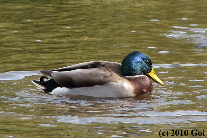 マガモ : A Mallard