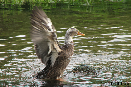 マガモ : A Mallard