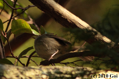 マンシュウウグイス : A Manchurian Bush Warbler