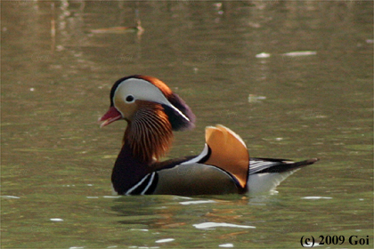 オシドリ : A Mandarin Duck