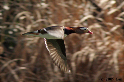 オシドリ : A Mandarin Duck