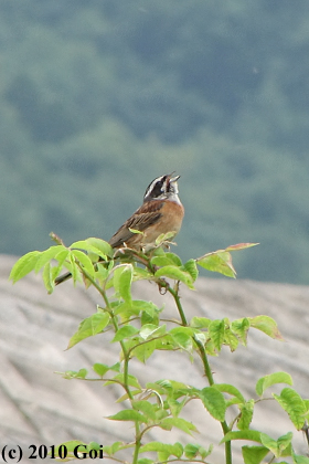 ホオジロ : A Meadow Bunting