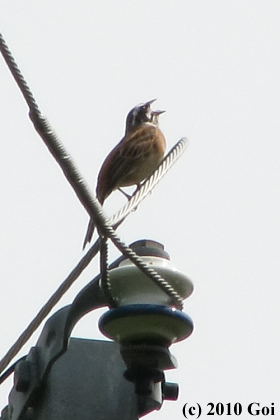 ホオジロ : A Meadow Bunting