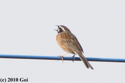 ホオジロ : A Meadow Bunting