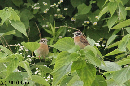 ホオジロ : Meadow Buntings